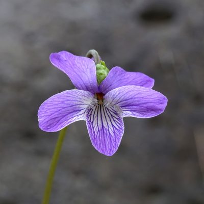 Viola nephrophylla, photographed by Andrew Tree
