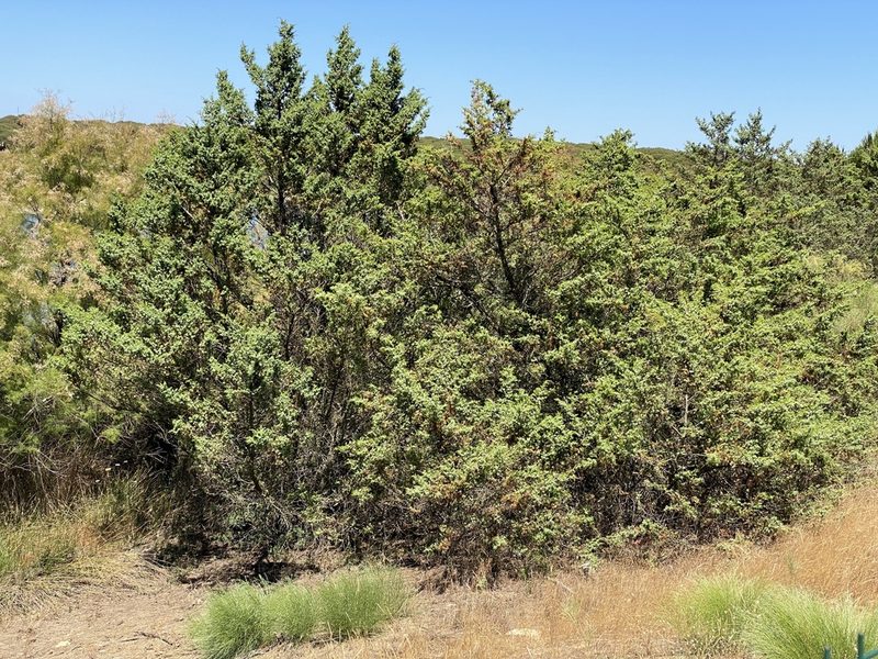 Juniperus macrocarpa, photographed by Grete Pasch