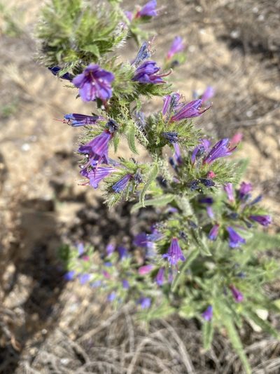 Echium gaditanum, photographed by Grete Pasch