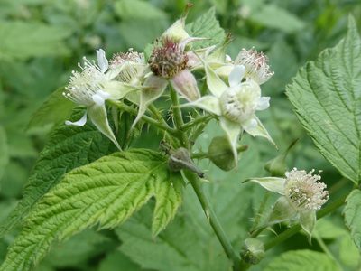 Rubus occidentalis, photographed by Bruce Cook