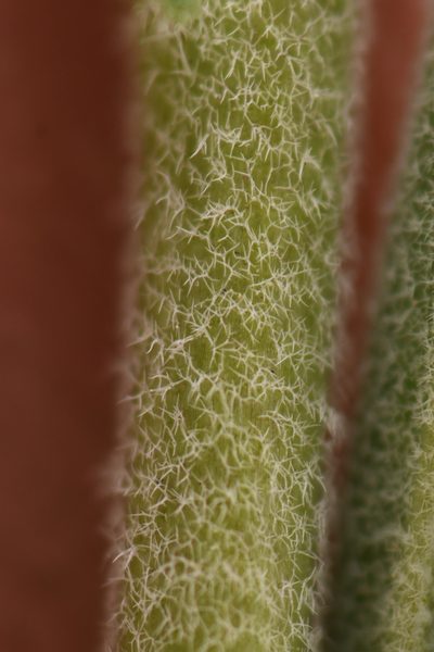 Boechera bodiensis, photographed by Trevor Van Loon