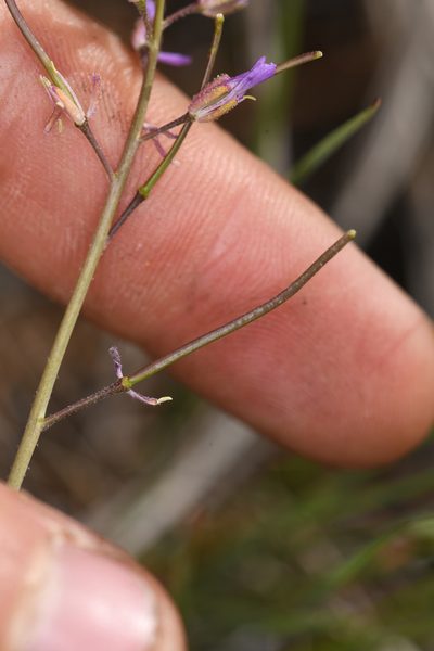 Boechera bodiensis, photographed by Trevor Van Loon