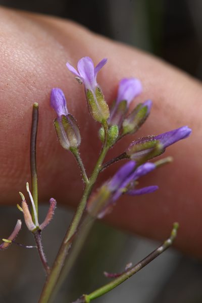 Boechera bodiensis, photographed by Trevor Van Loon