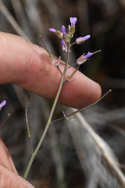 Boechera bodiensis, photographed by Trevor Van Loon
