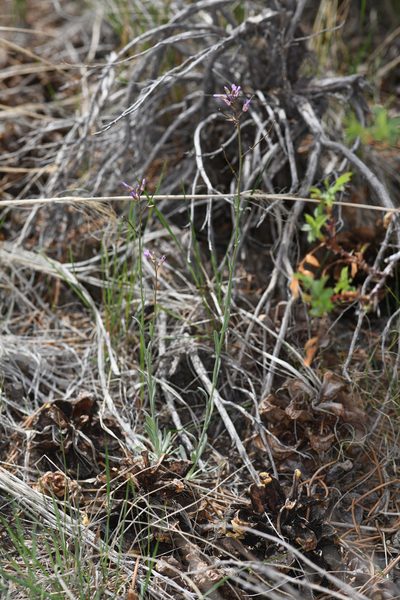 Boechera bodiensis, photographed by Trevor Van Loon
