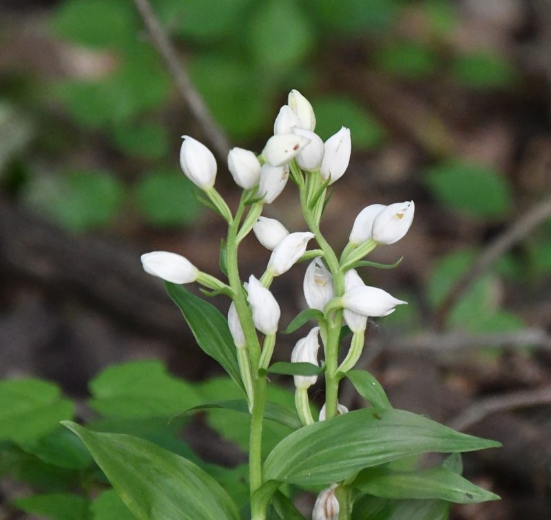 Cephalanthera damasonium, photographed by Иван Ковтун Ivan Kovtun