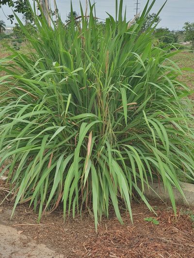 Cymbopogon citratus, photographed by Agnes