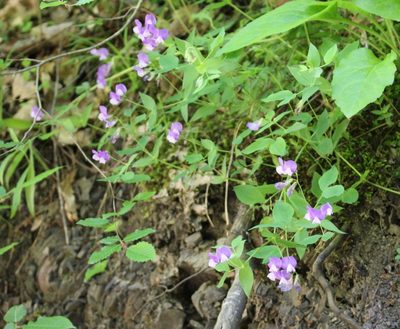 Lathyrus laxiflorus, photographed by Юрий Данилевский (Yuriy Danilevsky)