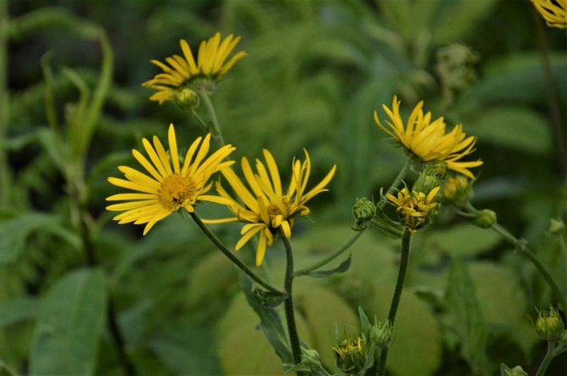 Doronicum austriacum, photographed by E. A.