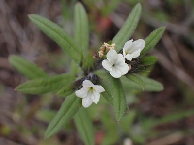 Buglossoides arvensis, photographed by Shane Johnson