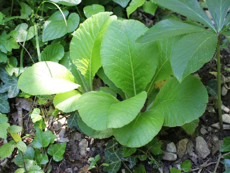 Primula vulgaris, photographed by Юрий Данилевский (Yuriy Danilevsky)
