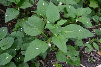 Alkekengi officinarum
