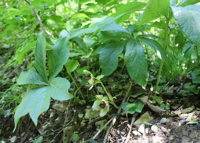 Helleborus orientalis, photographed by Юрий Данилевский (Yuriy Danilevsky)