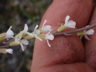 Boechera polyantha, photographed by Shane Johnson