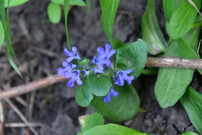 Ajuga genevensis, photographed by Иван Ковтун Ivan Kovtun