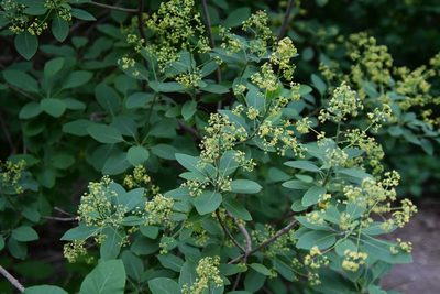Cotinus coggygria, photographed by Иван Ковтун Ivan Kovtun