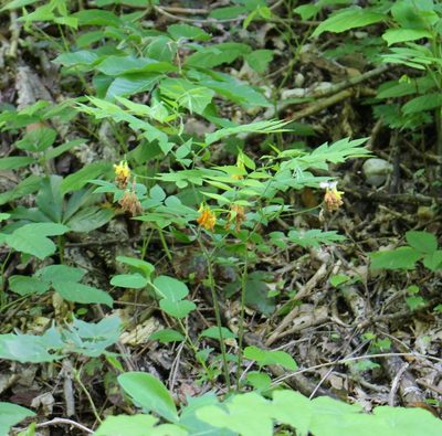 Vicia crocea, photographed by Юрий Данилевский (Yuriy Danilevsky)