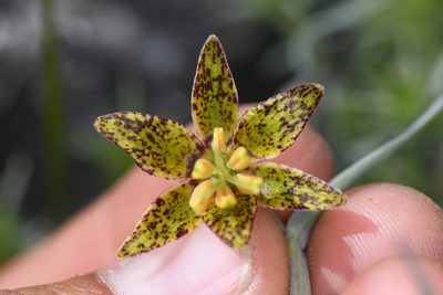 Fritillaria atropurpurea
