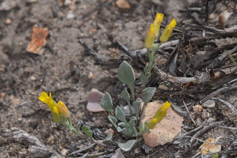 Physaria kingii, photographed by Trevor Van Loon
