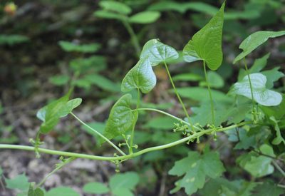 Dioscorea communis, photographed by Юрий Данилевский (Yuriy Danilevsky)