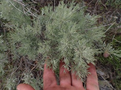 Artemisia tripartita, photographed by Shane Johnson
