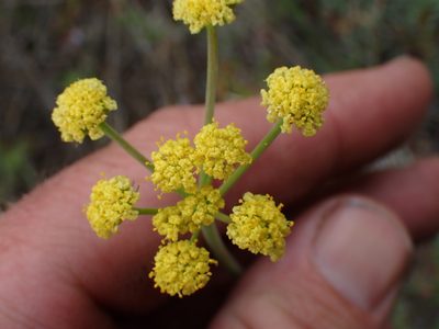 Lomatium triternatum, photographed by Shane Johnson