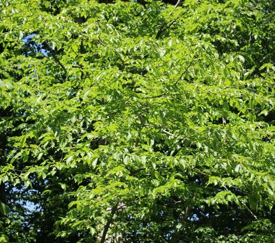 Carpinus orientalis, photographed by Юрий Данилевский (Yuriy Danilevsky)