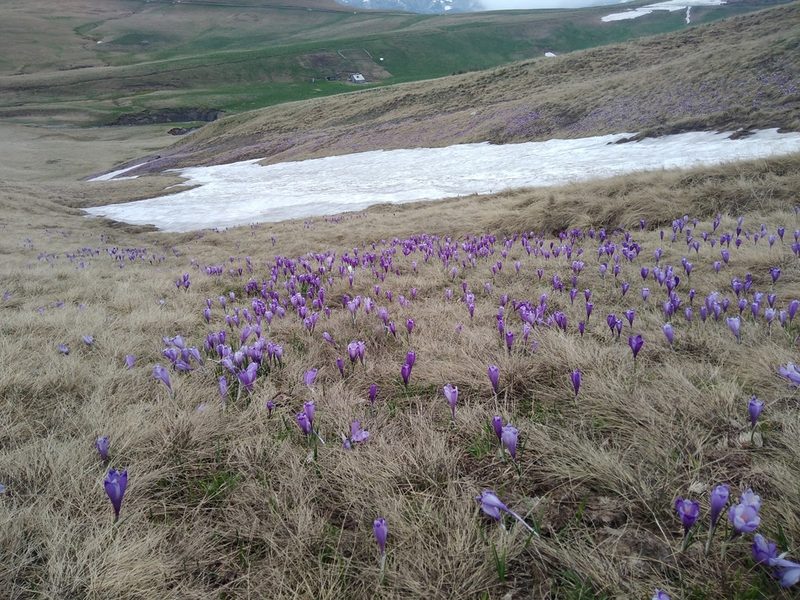 Crocus heuffelianus, photographed by Hana Váchová