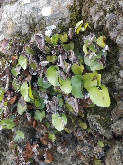 Adiantum reniforme, photographed by Vítor Jorge