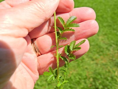 Acaena novae-zelandiae, photographed by Susan Marley