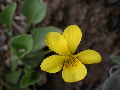 Viola vallicola, photographed by Shane Johnson