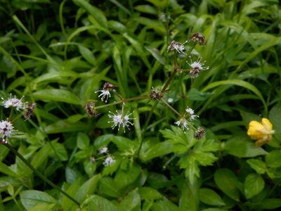 Sanicula europaea, photographed by Karen Fry