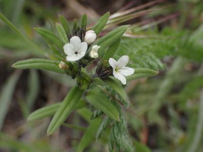Buglossoides arvensis, photographed by Shane Johnson