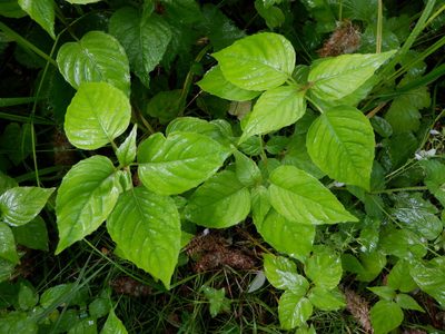 Circaea lutetiana, photographed by Karen Fry