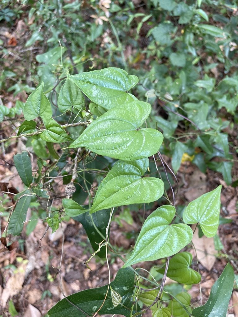 Dioscorea floridana, photographed by Brandon Corder