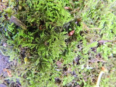 Kindbergia praelonga, photographed by Susan Marley