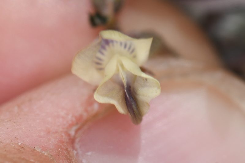 Astragalus platytropis, photographed by Trevor Van Loon