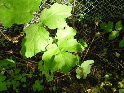 Heracleum sphondylium, photographed by Susan Marley