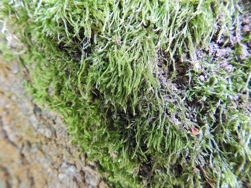 Hypnum cupressiforme, photographed by Susan Marley