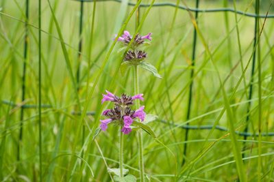 Betonica officinalis, photographed by Tobias Schönberg