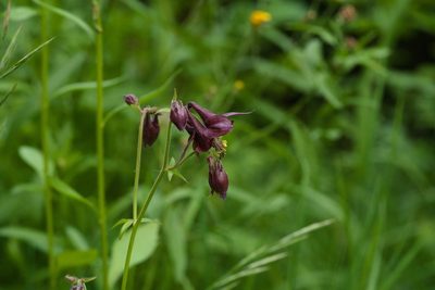 Aquilegia atrata, photographed by Tobias Schönberg