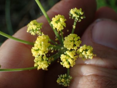 Lomatium triternatum, photographed by Shane Johnson