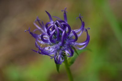 Phyteuma orbiculare, photographed by Tobias Schönberg