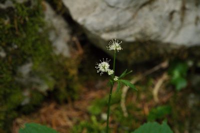 Sanicula europaea, photographed by Tobias Schönberg