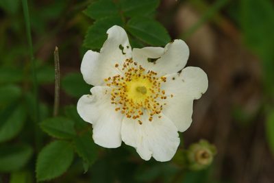 Rosa arvensis, photographed by Tobias Schönberg