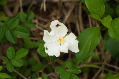 Rosa arvensis, photographed by Tobias Schönberg