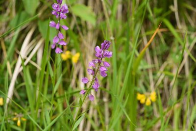 Polygala comosa, photographed by Tobias Schönberg