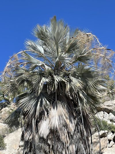 Brahea armata, photographed by Irene