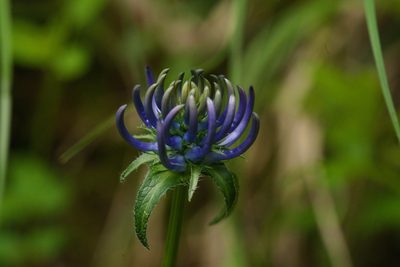 Phyteuma orbiculare, photographed by Tobias Schönberg