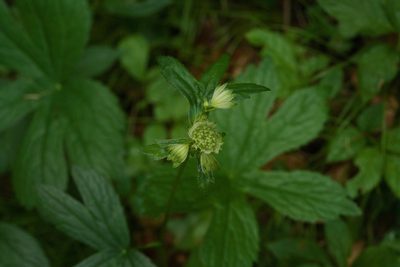 Astrantia major, photographed by Tobias Schönberg